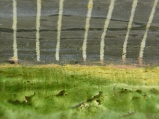 pict-RIMG2424.jpg